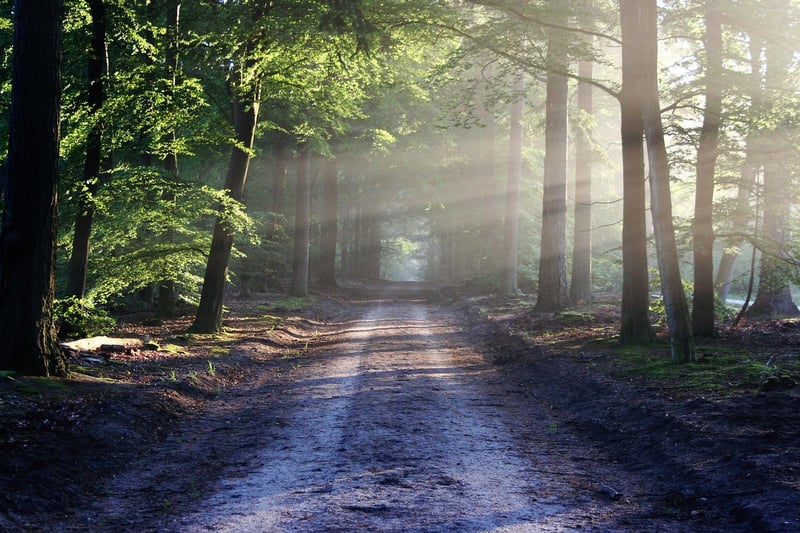 Woodland Magic