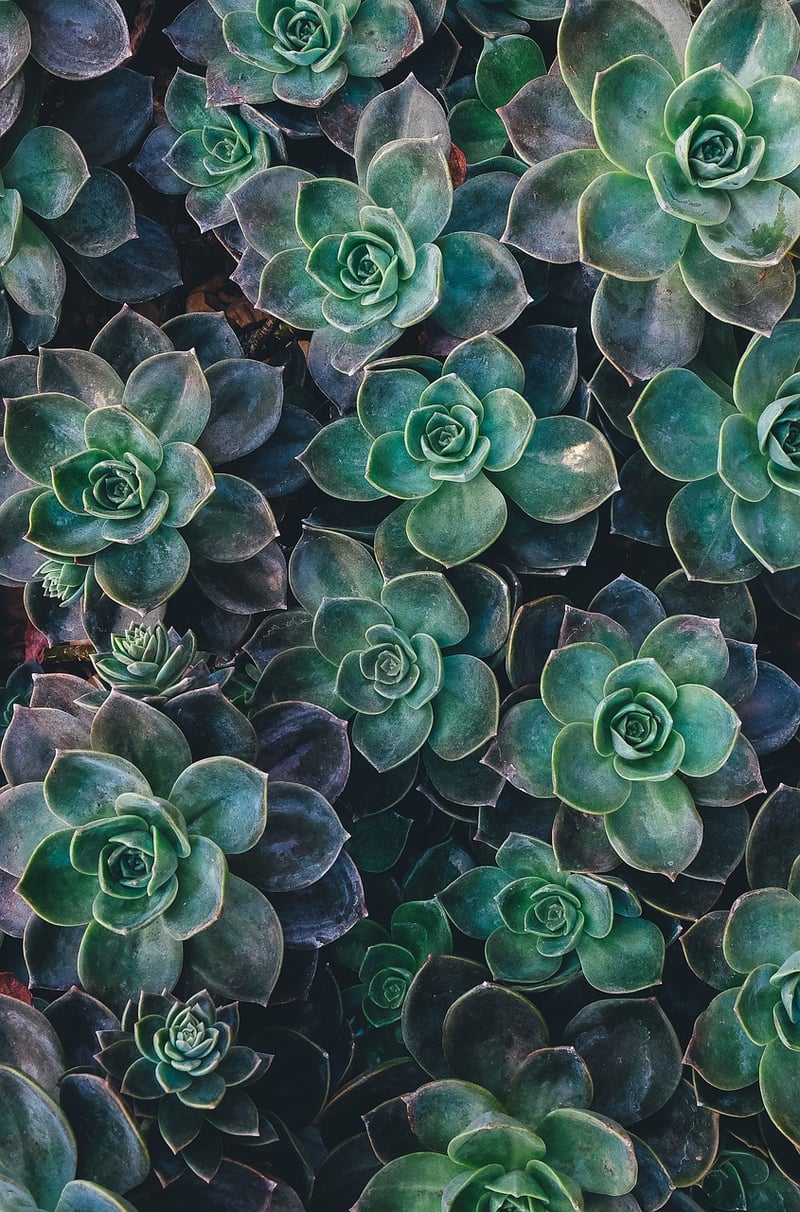 Moss and Succulents